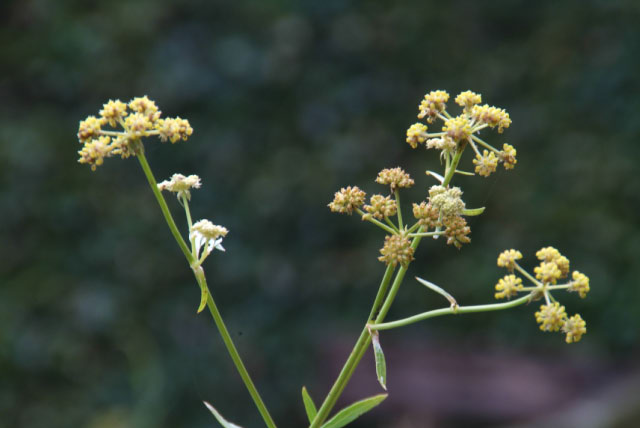 Foeniculum vulgare Venkel bestellen